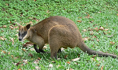 Northern Swamp Wallaby